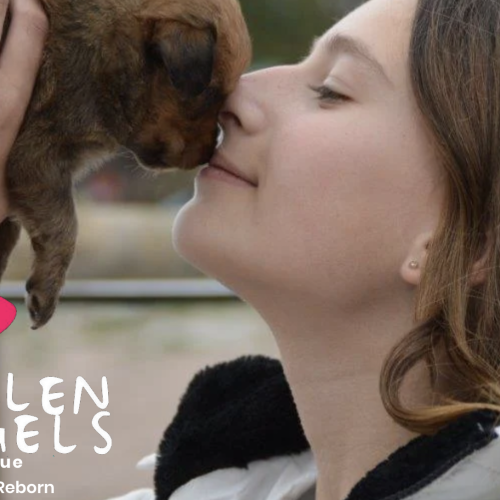 City of Cape Town Forces Fallen Angels Pet Rescue to Relocate Amid Zoning Battle