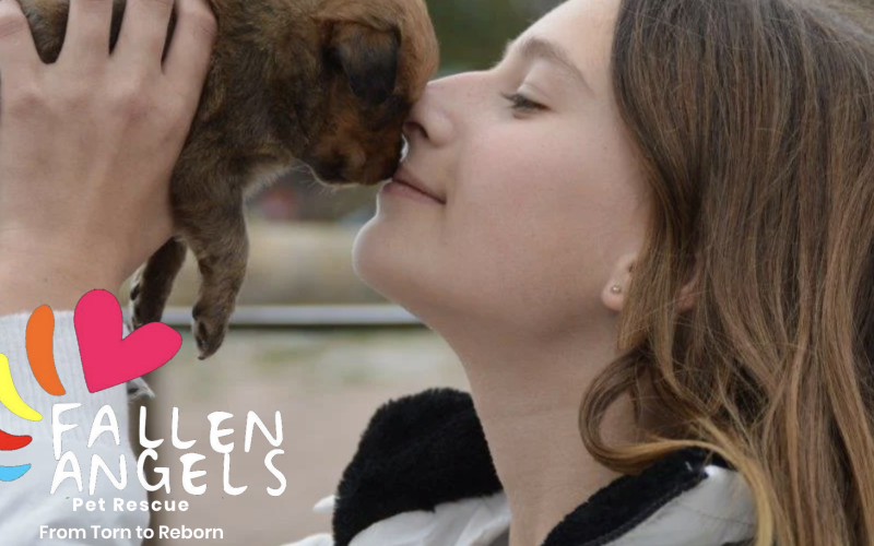 City of Cape Town Forces Fallen Angels Pet Rescue to Relocate Amid Zoning Battle